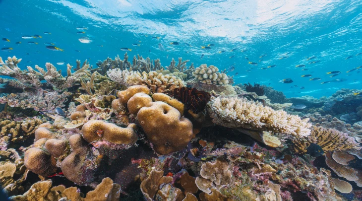 Sharm El Sheikh F&S 1